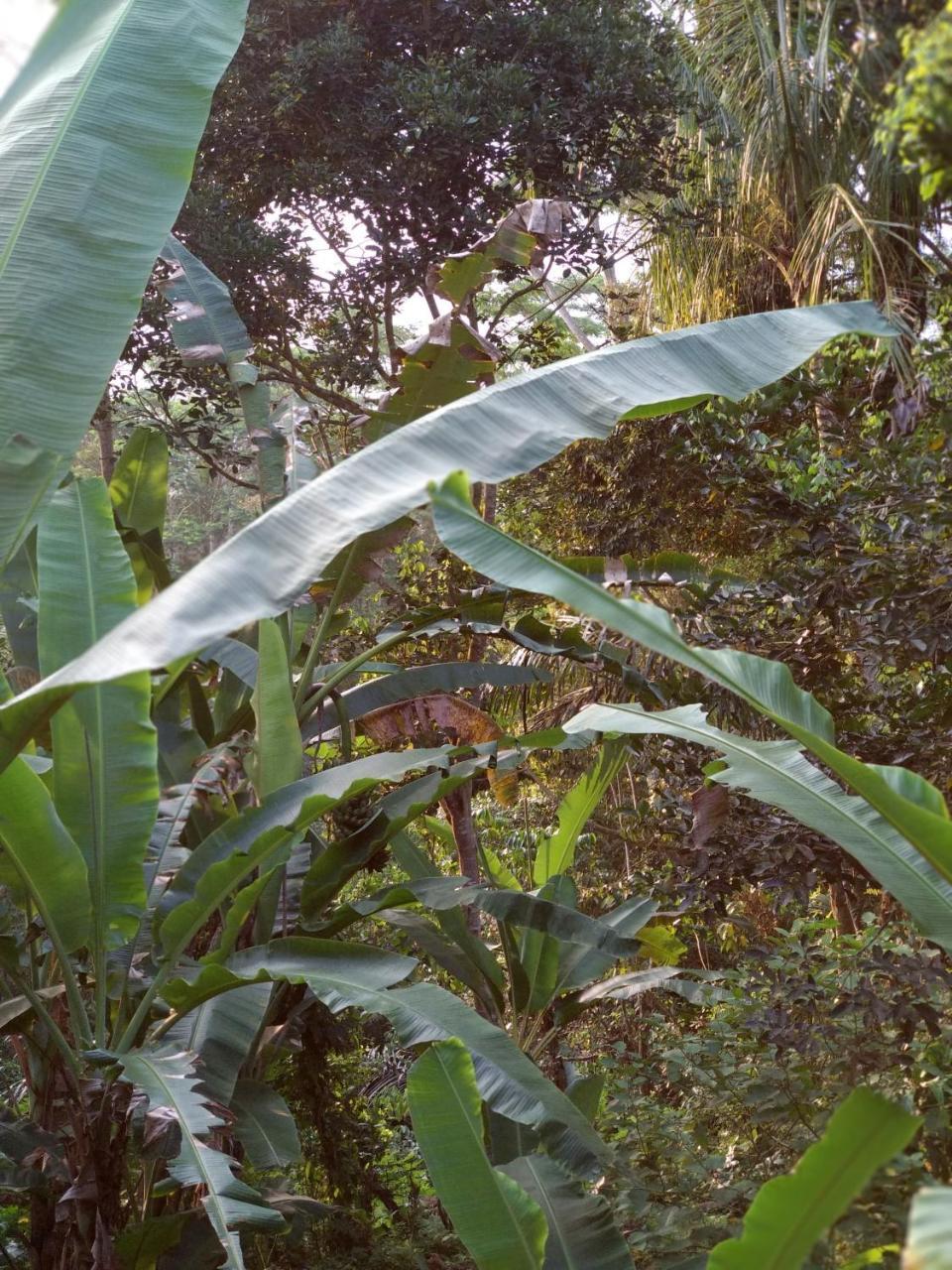 Gasthaus Jungle Joglo Tampaksiring Exterior foto